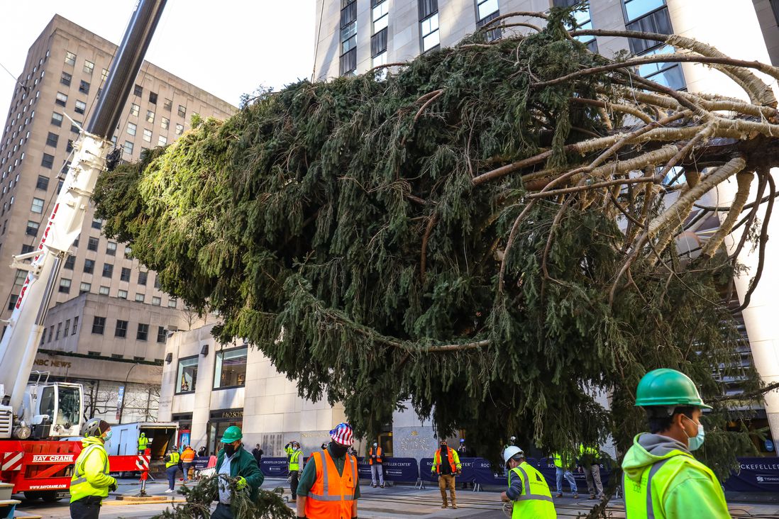 The newly arrived tree hoisted in Rockefeller Center